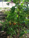 20130613-174413.jpg (381902 bytes)